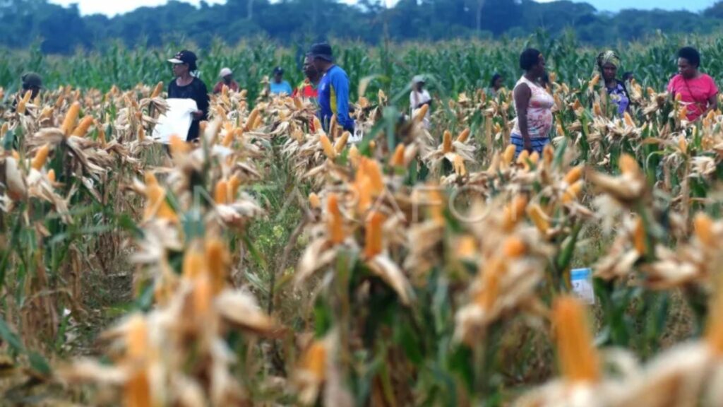 Lumbung Pangan untuk Negara, Piring Kosong untuk Mama Papua